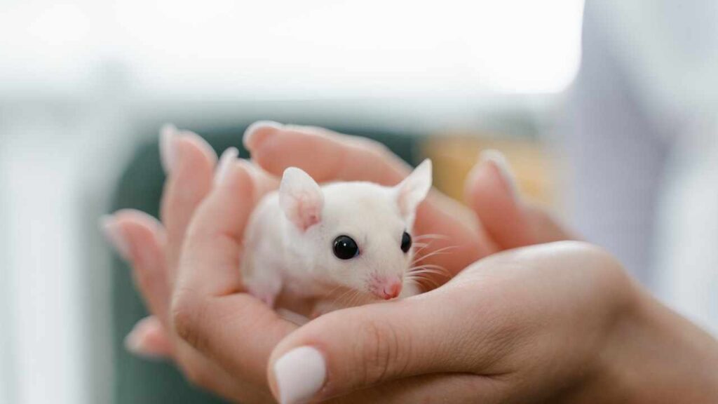 चूहे को सपने में हाथ में पकड़ना