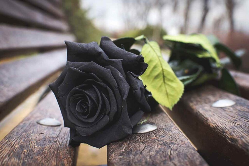 सपने में काला गुलाब के फूल को देखना