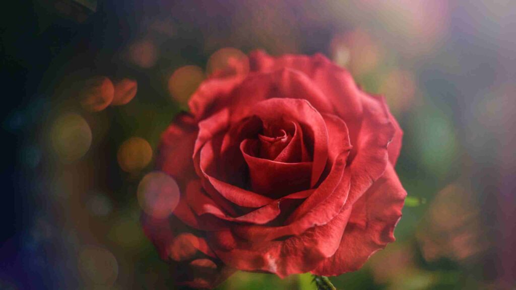 सपने में गुलाब का फूल देखना